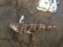 大引漁港でエギング　粘って3バイ