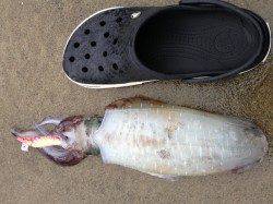 小浜エリアのエギング　胴長24cのアオリイカ