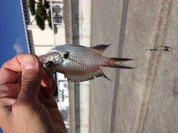 大蔵海岸でのサビキの釣果