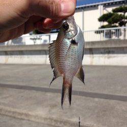 大蔵海岸でのサビキの釣果