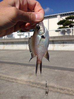大蔵海岸でのサビキの釣果