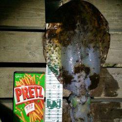 林崎漁港でエギング～ナイスサイズのアオリイカ登場