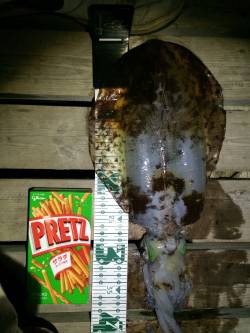 林崎漁港でエギング～ナイスサイズのアオリイ…