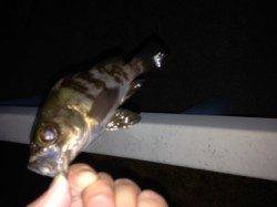 りんくうでメバリング、小さいけど顔出し始めてます