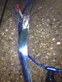 本荘人工島ルアーでタチウオ、早朝の方が良型でした