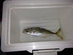 りんくう フロートリグ使用でのアジング　惜しくも尺には届かず