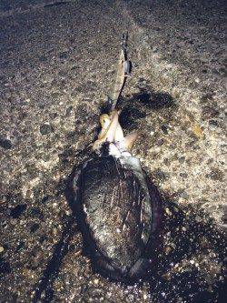 太地でエギング　コウイカの猛攻の中アオリ1パイ