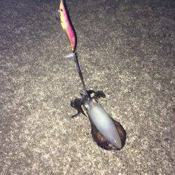 太地港でエギング　アオリイカ2ハイ