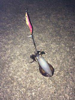 太地港でエギング　アオリイカ2ハイ