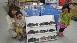 串本萩尾にてグレ・カワハギの釣果