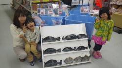 串本萩尾にてグレ・カワハギの釣果