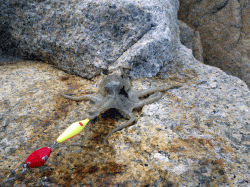 イイダコ狙いでオクトパッシング 今年は数少ない？