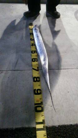 西宮ケーソンでタチウオワインド　メートル超…