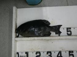 串本大島の紀州釣りで良型グレ