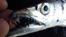 田辺芳養堤防　エサ＆ワインドでタチウオ絶好調