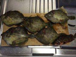 日中にテトラの穴釣り　良型カワハギに満足