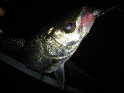 貝塚方面でアジング…釣果はキビレとシーバスでした