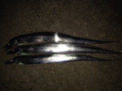 西宮ケーソン　レギュラーサイズ指4本でした♪