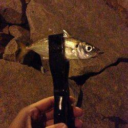 コンスタントに釣れ続けました、岸和田でアジング