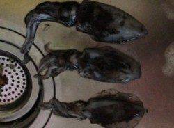 とっとパーク小島でアオリイカ3バイ