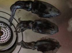 とっとパーク小島でアオリイカ3バイ