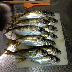 岸和田でアジング　10m移動の繰り返しでコンスタントな釣果