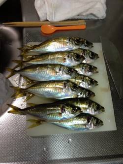 岸和田でアジング　10m移動の繰り返しでコ…