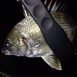 初の南港アジング　ボトムを狙ってキビレ