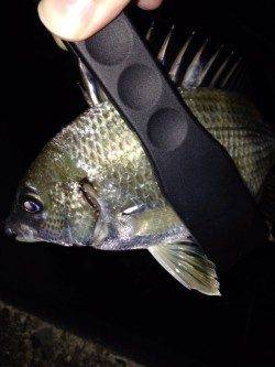 初の南港アジング　ボトムを狙ってキビレ