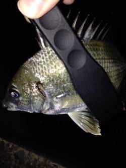 初の南港アジング　ボトムを狙ってキビレ