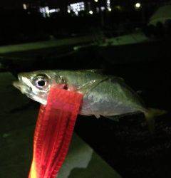 岡田浦漁港でアジング、中層とボトムにバイトが集中！