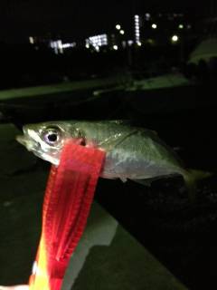 岡田浦漁港でアジング、中層とボトムにバイト…