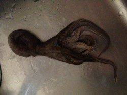 東二見にてエギでイイダコをキャッチ