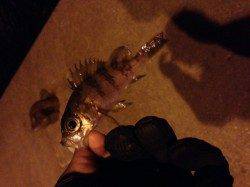 深日漁港でアジング　ワームは派手よりナチュラルが◎