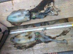 サビキでアジを調達しながらのヤエン釣り