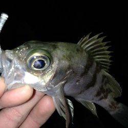 江井ヶ島でアジング～アジ・メバル・タケノコメバル