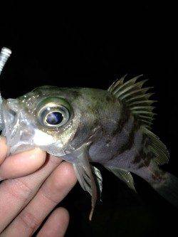 江井ヶ島でアジング～アジ・メバル・タケノコメバル