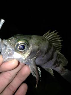 江井ヶ島でアジング～アジ・メバル・タケノコ…