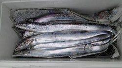 明るくなってからのメタルジグでタチウオ8本