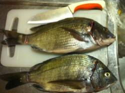 丸山で紀州釣りはエサ取りの猛攻…チヌの姿も…