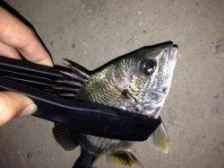 貝塚方面でアジング…釣果はキビレとシーバスでした