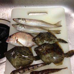 深日港でキス狙い　そろそろカレイにシフトですね