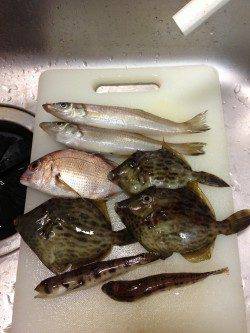 深日港でキス狙い　そろそろカレイにシフトですね