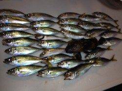 助松埠頭でアジング　濃い色のん今日のアタリ色