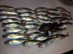 助松埠頭でアジング　濃い色のん今日のアタリ…