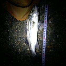 江井ヶ島の夕まずめ狙いにてアジング、外道でシーバスも♪