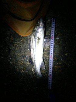 江井ヶ島の夕まずめ狙いにてアジング、外道でシーバスも♪