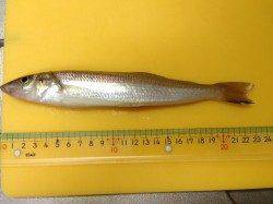 コンディション良ければまだ落ちギス楽しめます