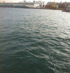 北公園でエビ撒きハネ釣り…釣果はアジ・メバルのみ