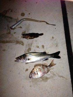 食コンでウキ釣り、お子様も穴子に大興奮！